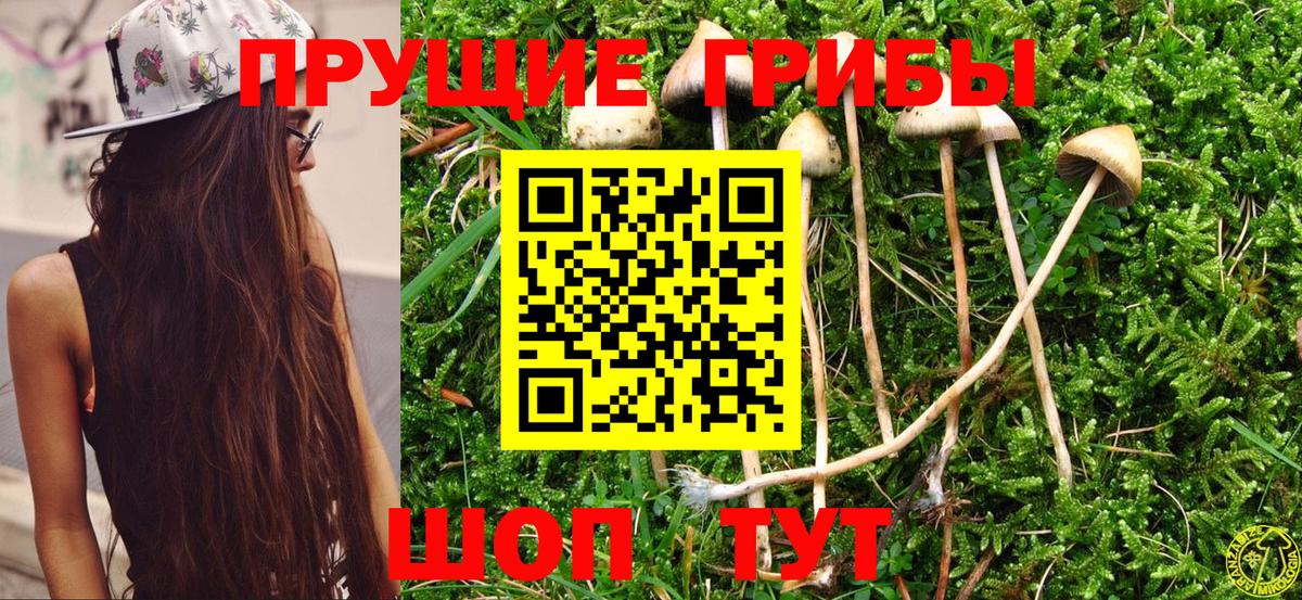 Протвино  Галлюциногенные грибы Psilocybe  Вход с VPN 